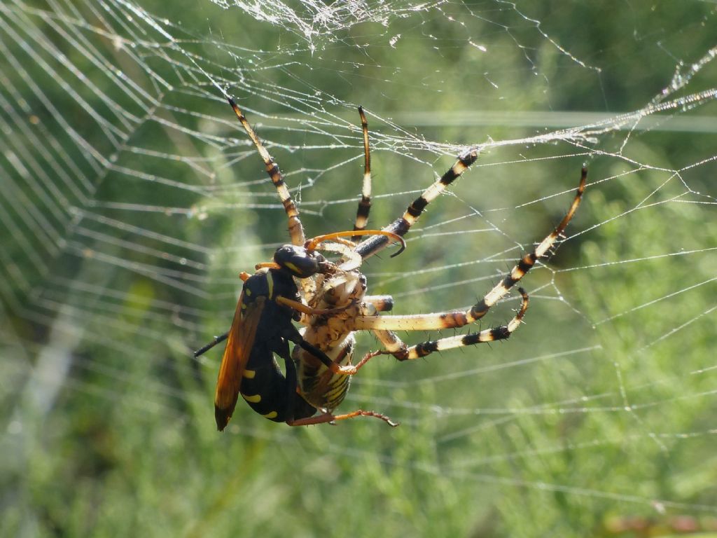 Lotta tra Pompilidae e ragno